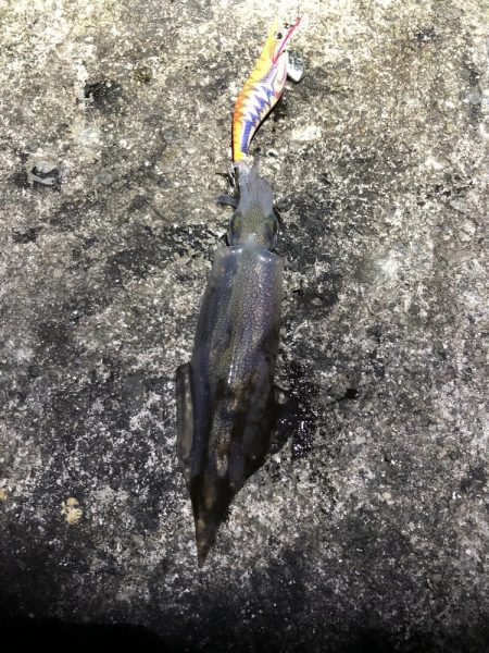 2021 佐渡ヶ島エギング 42回目