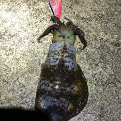 2021佐渡ヶ島 エギング　43回目