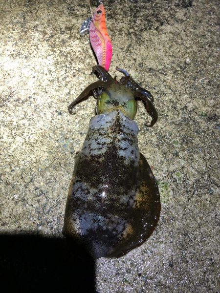 2021佐渡ヶ島 エギング　43回目