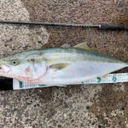 A.P.Pフィッシングガイドサービス ブリ&ヒラマサ 秋を感じる展開にRIDEON!