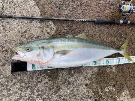 A.P.Pフィッシングガイドサービス　ブリ…