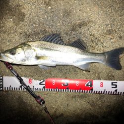 シーバスとハゼ