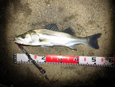 シーバスとハゼ