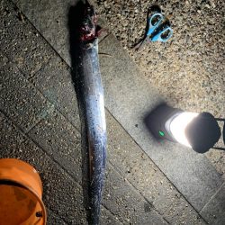 夫婦でタチウオ釣り