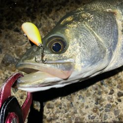 シーバス　風が強い夜でした