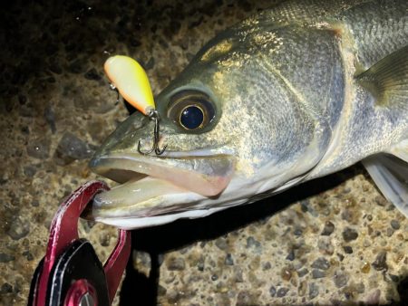 シーバス　風が強い夜でした