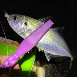 舞洲アジング 中アジ攻略