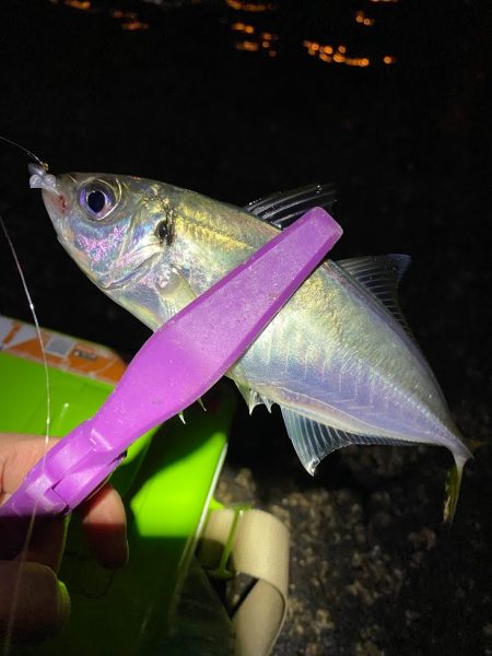 舞洲アジング　中アジ攻略