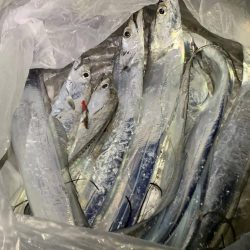 タチウオの群れ接岸中！