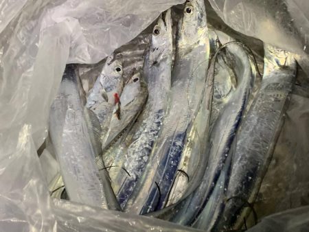 タチウオの群れ接岸中！