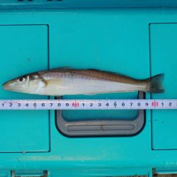 落ちギス釣り 終了の気配