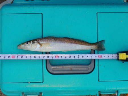 落ちギス釣り 終了の気配