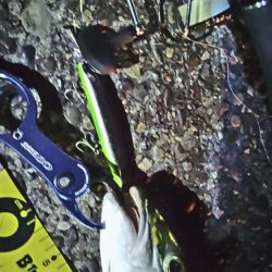 ぶら青物？！！