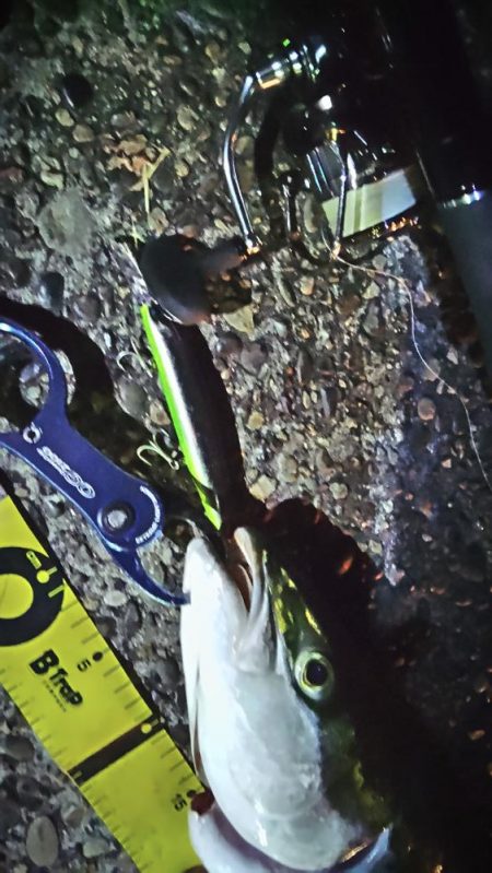 ぶら青物？！！