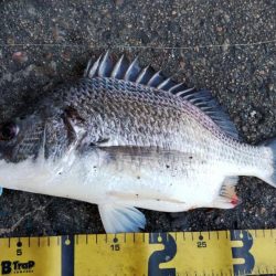 ぶら河川調査!!