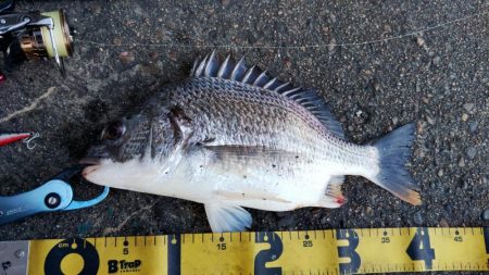 ぶら河川調査!!