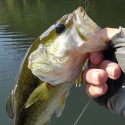 ワンフックアラバマでぽつぽつ