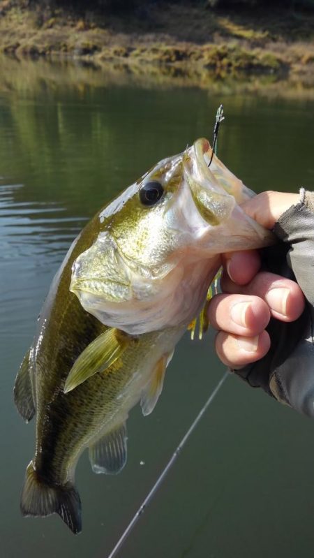 ワンフックアラバマでぽつぽつ