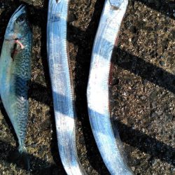 大サバ・中サバ・サバ・サバ時々タチウオ 明けるとサヨリ