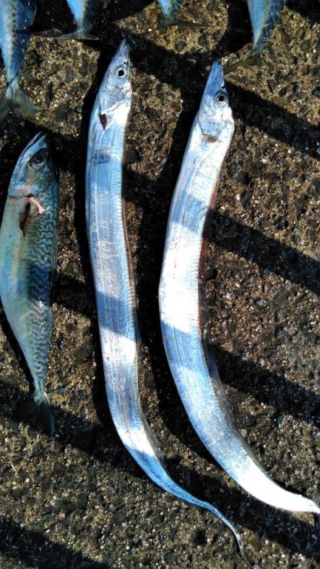 大サバ・中サバ・サバ・サバ時々タチウオ 明けるとサヨリ