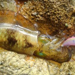 丹後半島遠足??