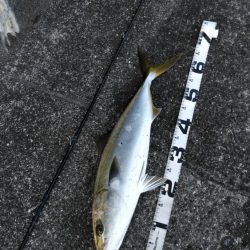 ミノーで、食わない！