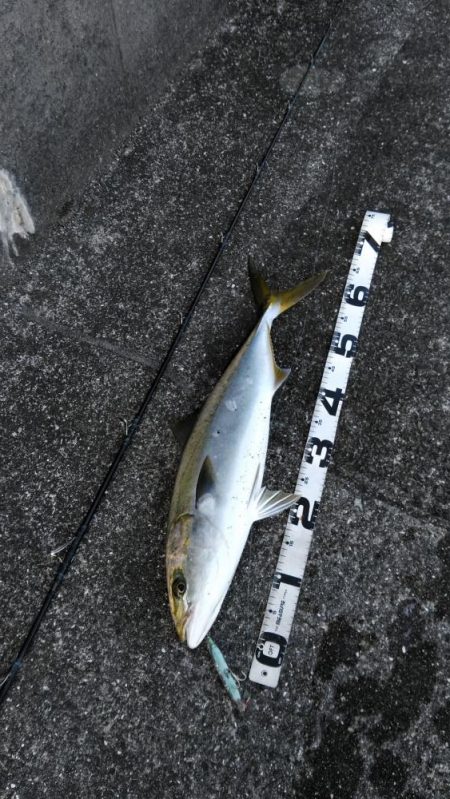 ミノーで、食わない！