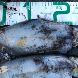 2021 佐渡ヶ島エギング 39回目