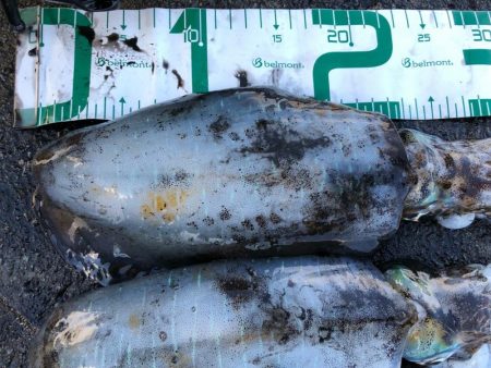 2021 佐渡ヶ島エギング 39回目