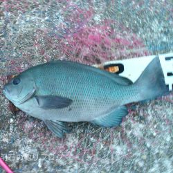 秋の大サバ爆釣〜！