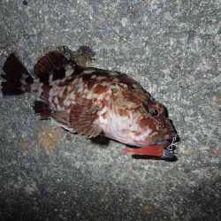 復調してきましたよ！　ライトワインドパラダイス！