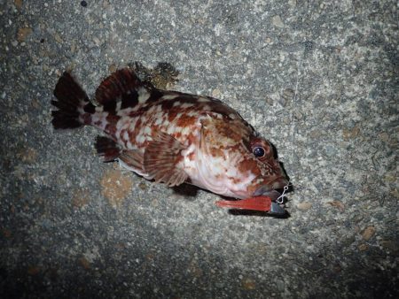 復調してきましたよ！　ライトワインドパラダイス！