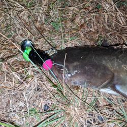 拝啓カンパリ様