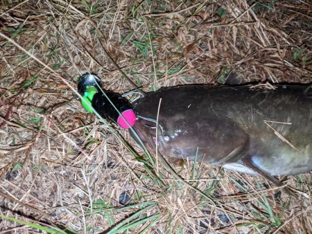 拝啓カンパリ様