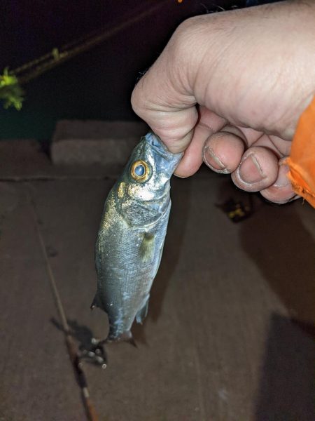 ヒイカ、時々セイゴちゃん。