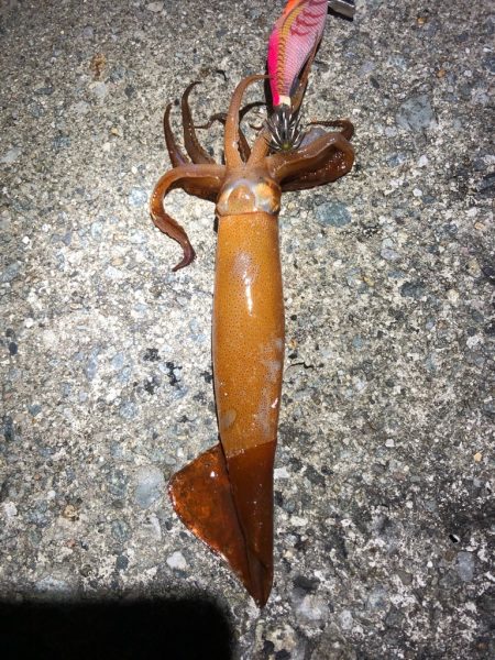 2021佐渡ヶ島 エギング 44回目