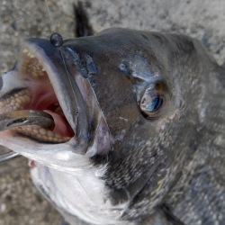 タナはもう、どん底