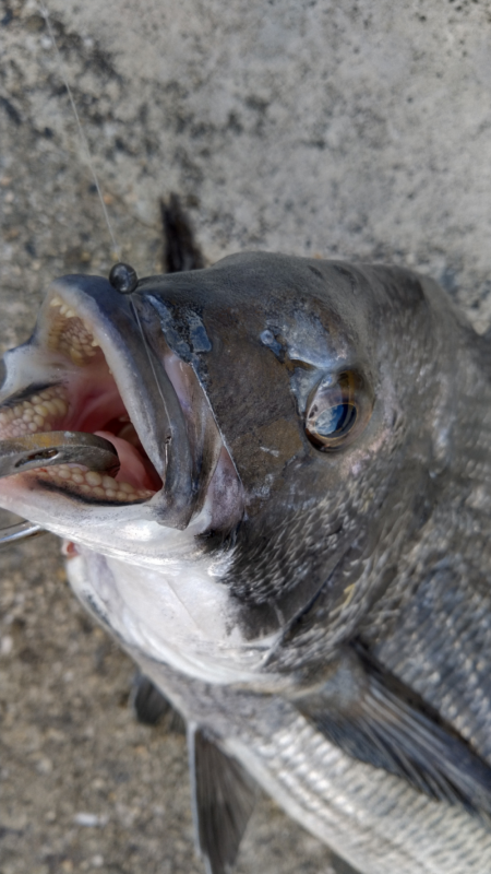 タナはもう、どん底