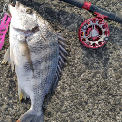 爆釣だけど、黄色多め