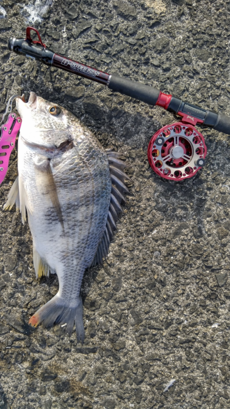 爆釣だけど、黄色多め