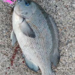 水温下がってもキビレは元気