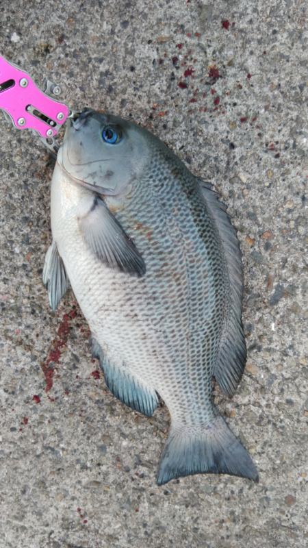 水温下がってもキビレは元気