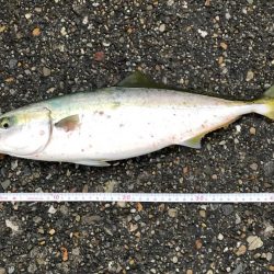 飲ませで青物狙い