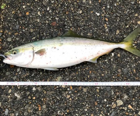 飲ませで青物狙い