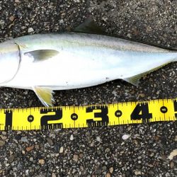 飲ませ釣りでメジロ！