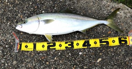 飲ませ釣りでメジロ！