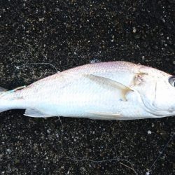 タチウオ、イシモチ、エソ