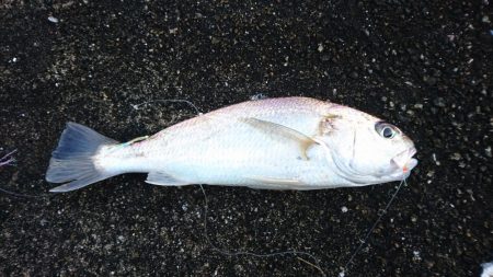 タチウオ、イシモチ、エソ