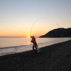 メジカ（マルソウダカツオ）１匹と、尺アジ混じり１９匹