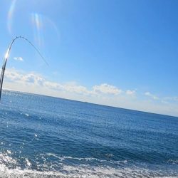 今のスマ（平ソーダカツオ）は最高に美味しい。